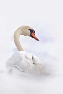 Mute Swan (Cygnus olor), Mecklenburg-Western Pomerania, Germany