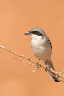 Great Grey Shrike (Lanius excubitor) male, Morocco