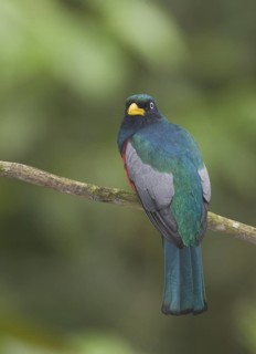 White-eyed Trogon, male - Rio Silanche Reserve, Pichincha, Ecuador