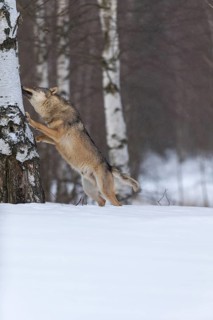 One male eurasian gray wolf (Canis lupus lupus) standing erected at a birch tree in deep snow,