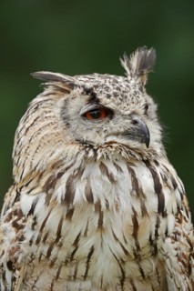 Bengal Eagle Owl or Indian Eagle Owl (Bubo bengalensis, Bubo bubo bengalensis), portrait, captive,