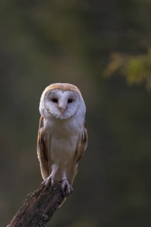 One barn owl (Tyto alba) sitting on top of a tree stump. A green forest in the distant background