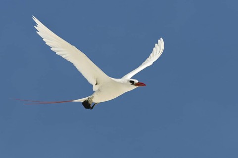Red-tailed Tropicbird (Phaethon rubricauda), Hawaii, USA