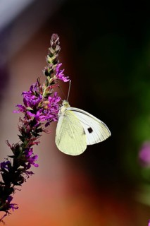 A Cabbage butterfly (Pieris brassicae) sucking nectar on the flower of the purple loosestrife