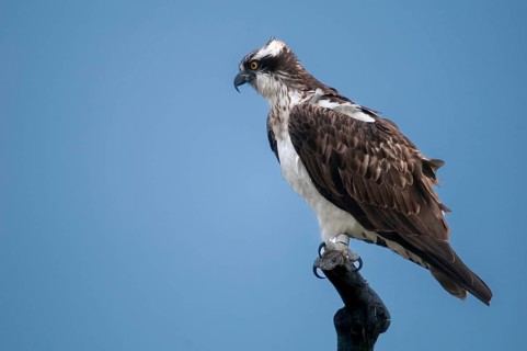 Accipitriformes, osprey, pandion haliaetus, eagles, eagles, fish hawks, raptors, river hawks, sea