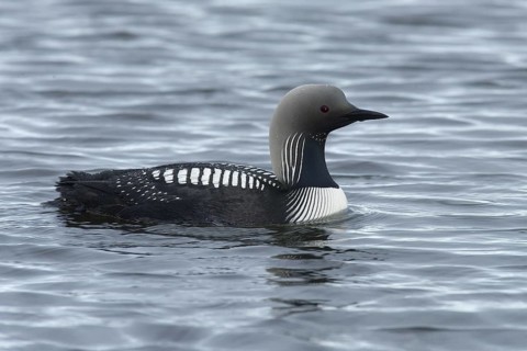 Pacific Loon (Gavia pacifica), Manitoba, Canada