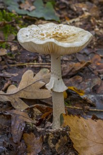 False death cap (Amanita mappa) false deathcap, citron amanita growing in forest in autumn, fall