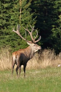 Red deer (CDeutschlandervus elaphus) during rutting season, capital stag standing in a forest