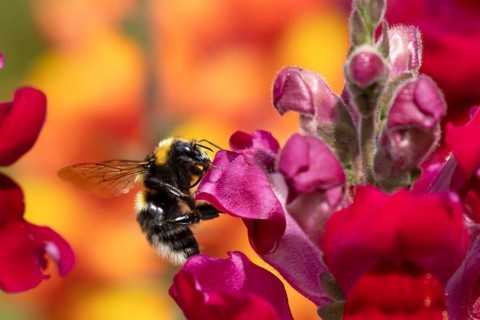 Buff tailed bumblebee (Bombus terrestris) adult bee insect feeding on a garden Snapdragon or