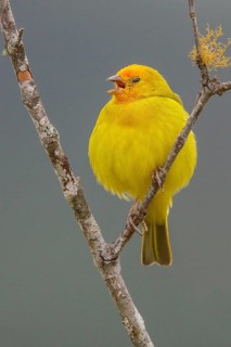 Saffron Finch (Sicalis flaveola) perched on a branch in the Atlantic rainforest of southeast Brazil