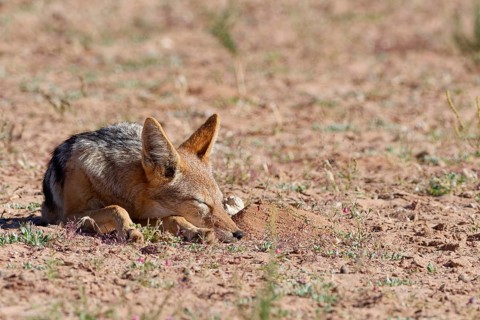Black-backed jackal (Lupulella mesomelas), adult animal sleeping, lying in the grassland, Kgalagadi