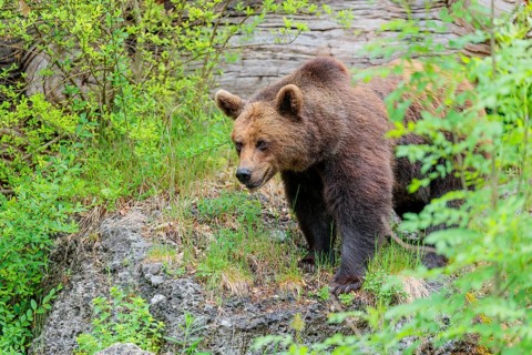 A female brown bear (Ursus arctos arctos) stands on a rock in dense vegetation in hilly terrain.