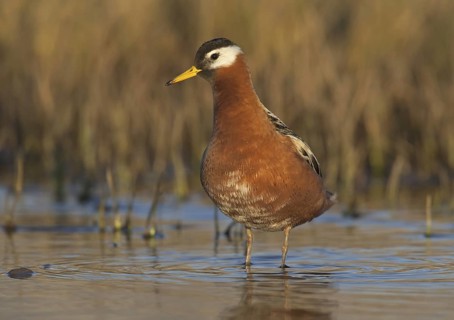 Red Phalarope (Phalaropus fulicarius) female, Alaska, USA