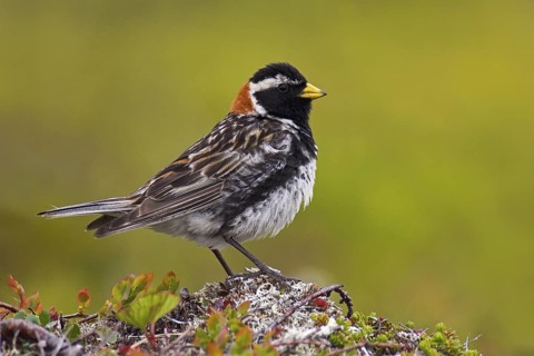 Lapland Longspur (Calcarius lapponicus) male, Varanger, Norway