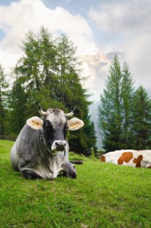 Grey dairy cow brown white cattle resting looking at camera pose in lush green alpine meadow pine