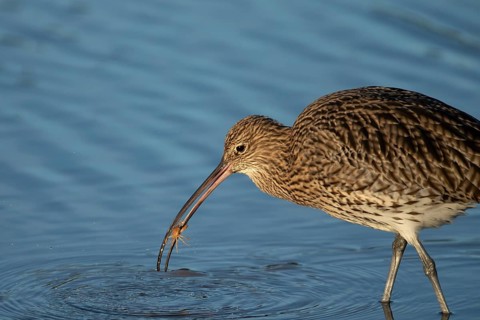 Eurasian curlew (Numenius arquata) adult wading bird with a crab for food in its beak, Norfolk,