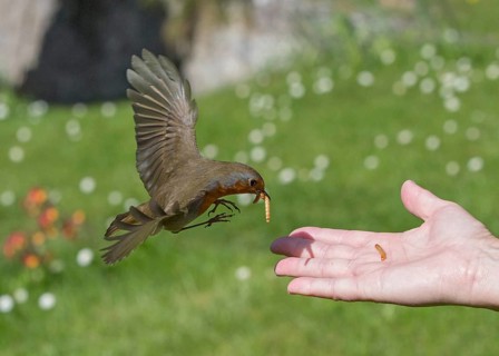 European Robin (Erithacus rubecula) feeding on mealworms from hand, Wales, United Kingdom