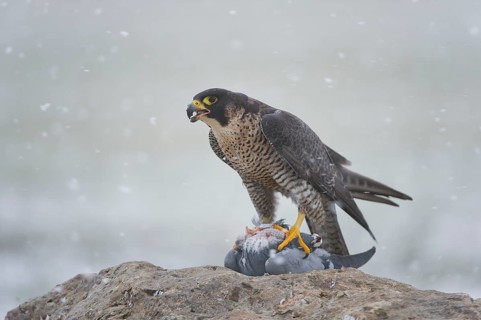 Peregrine Falcon (Falco peregrinus) female, Saxony, Germany