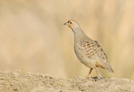 Grey Francolin (Francolinus pondicerianus) male, Rajasthan, India