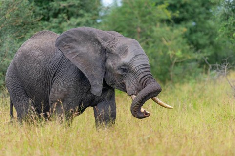 African elephant (Loxodonta africana) in the savanna, Kruger National Park, South Africa