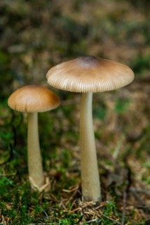 Amanita Fulva, fuchsy sheath stripe, fox red streak, yellow-brownish sheath stripe, reddish brown