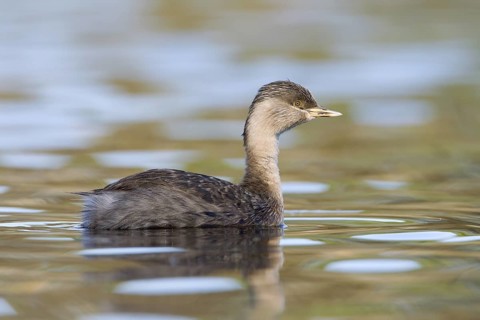 Hoary-headed Grebe (Poliocephalus poliocephalus), Victoria, Australia