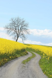 Curvy country road through rapeseed fields in Ystad municipality, Skåne county, Sweden, Scandinavia