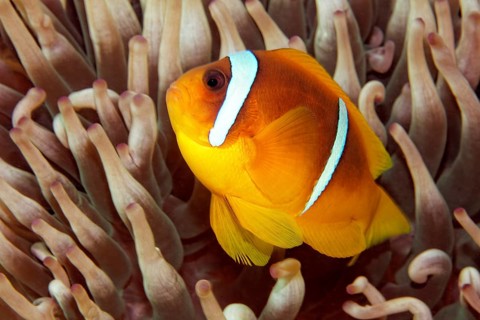 Red Sea Anemonefish (Amphiprion bicinctus), female, in front of host anemone Magnificent Anemone