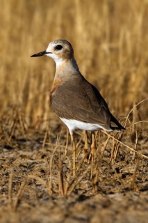 Oriental Plover (Charadrius veredus), Western Australia, Australia