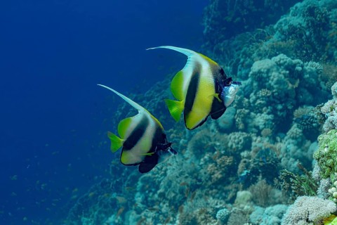 Two Schooling Red Sea Bannerfish (Heniochus intermedius) elegantly swim near vibrant coral