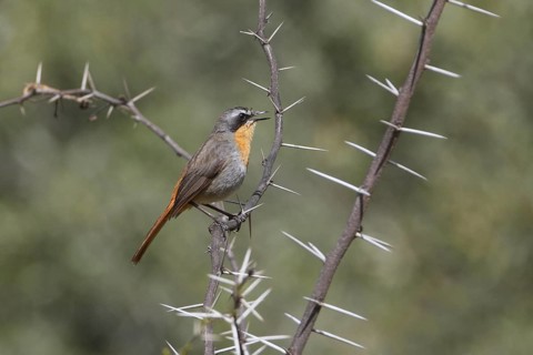 Cape Robin-Chat (Cossypha caffra), Western Cape, South Africa