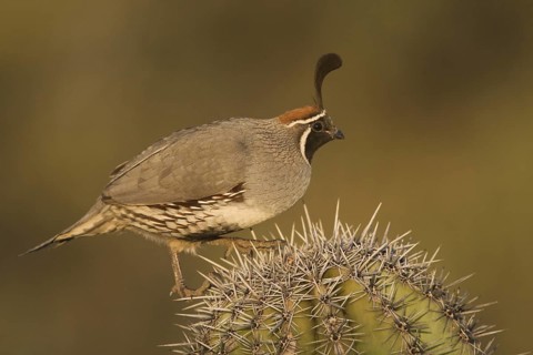 Gambel's Quail (Callipepla gambelii) male, Arizona, USA