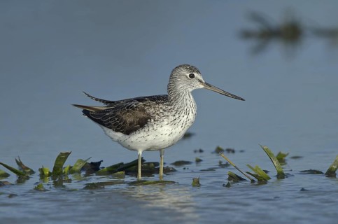 Common Greenshank (Tringa nebularia), Schleswig-Holstein, Germany