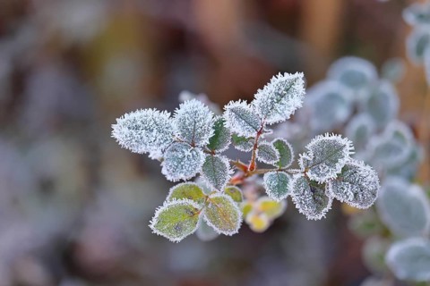 Leaves of the dog rose (Rosa canina) on a branch covered with hoarfrost, close-up, Wilnsdorf, North