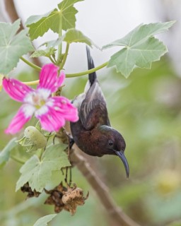 Dusky Sunbird (Cinnyris fuscus) perched on a branch, Namibia