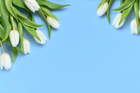 White Tulip spring flowers on blue background with copy space