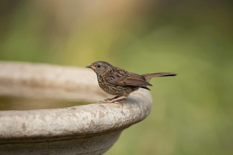 Dunnock or Hedge sparrow (Prunella modularis) adult garden bird on a water bath, Suffolk, England,