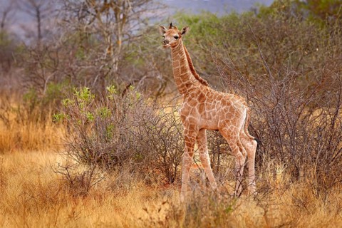 Giraffe babe. Young Giraffe and morning sunrise. Green vegetation with animal portrait. Wildlife
