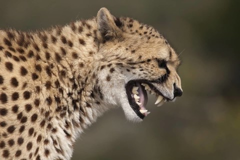 Cheetah (Acinonyx jubatus) captive, female hissing, Castile-La Mancha, Spain