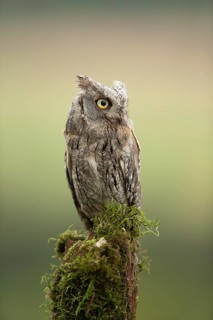 Eurasian Scops Owl (Otus scops) captive, juvenile, Germany