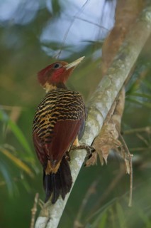 Rufous-headed Woodpecker (Celeus spectabilis), Manu National Park, Peru