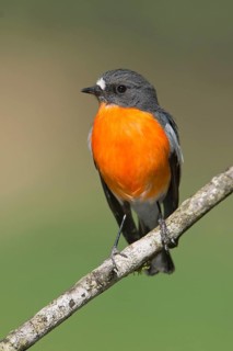 Flame Robin (Petroica phoenicea) male, Victoria, Australia
