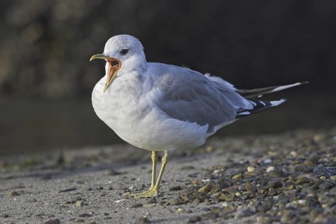 Mew Gull (Larus canus), British Columbia, Canada