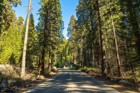 Paved road winding through a vibrant green forest of tall giant sequoia trees and pines under a
