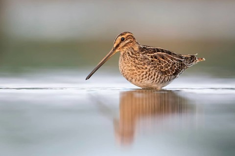 Common Snipe (Gallinago gallinago) foraging, Poland