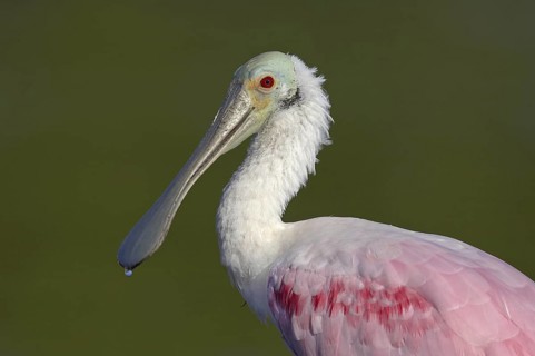 Roseate Spoonbill (Platalea ajaja), Florida, USA