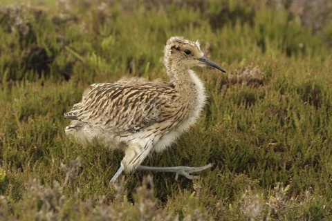 Eurasian Curlew (Numenius arquata) juvenile, Yorkshire Dales, United Kingdom