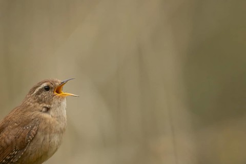 Eurasian wren (Troglodytes troglodytes) adult garden bird singing in the spring, RSPB Titchwell