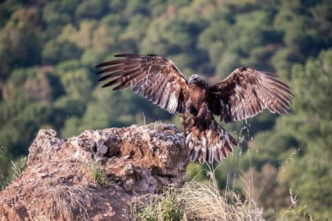 Golden Eagle (Aquila chrysaetos) landing, Andalusia, Spain