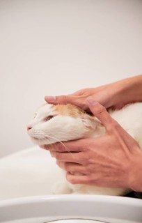 A veterinarian gently examines a domestic cat during a routine check-up in a clinic. The